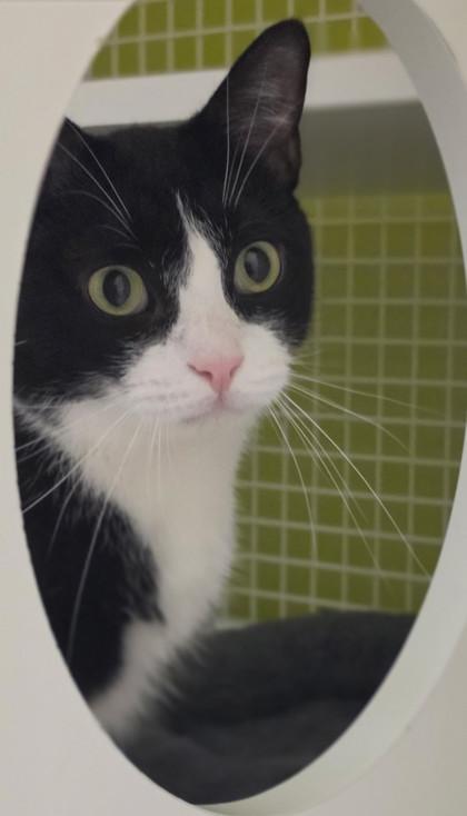 Kilimanjaro, adoptable, Kitten Male Domestic Short Hair.