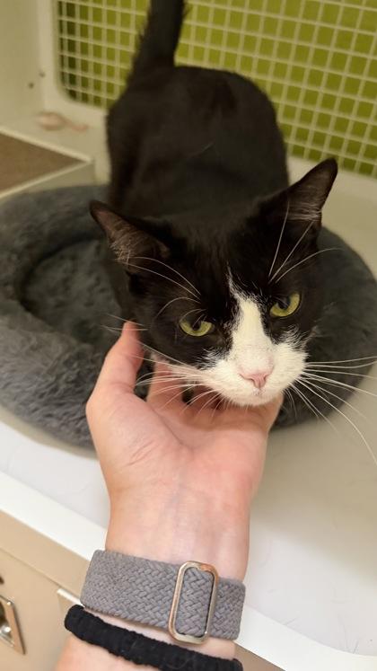 Enlarge Kilimanjaro, an adoptable mixed breed in New York, NY image 4/6