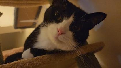 Kilimanjaro, adoptable, Kitten Male Domestic Short Hair.