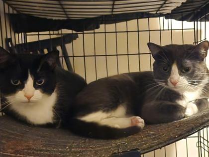 Enlarge Kilimanjaro, an adoptable mixed breed in New York, NY image 2/6