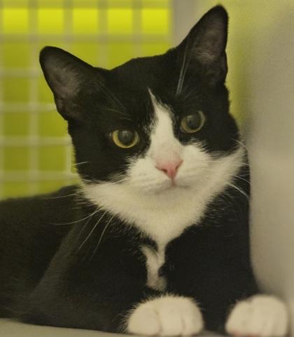 Kilimanjaro, adoptable, Kitten Male Domestic Short Hair.