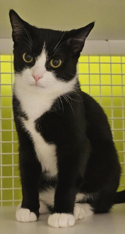Enlarge Kilimanjaro, an adoptable mixed breed in New York, NY image 3/6