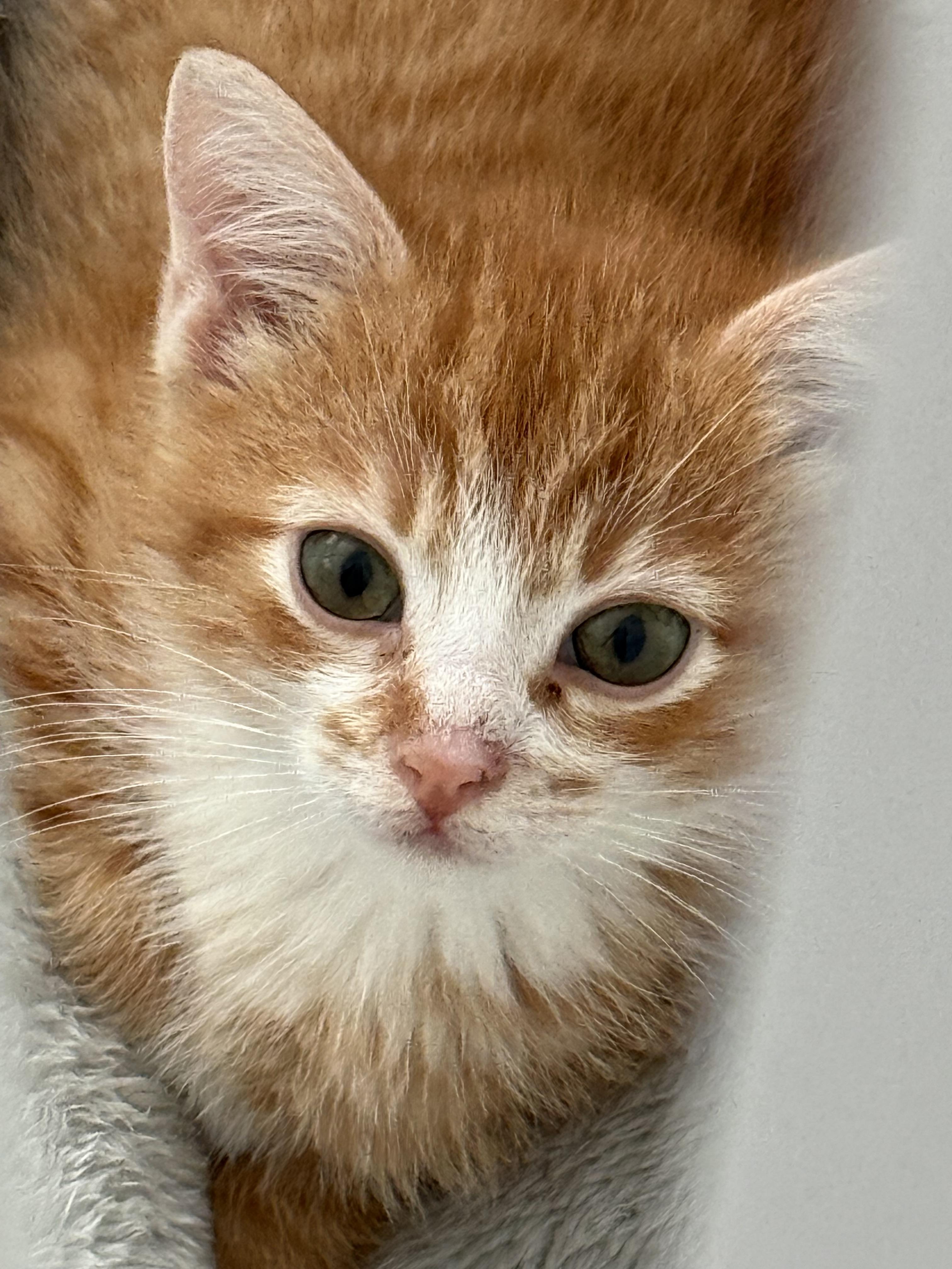 Enlarge Denali., an adopted Domestic Short Hair in Ponte vedra, FL image 3/6