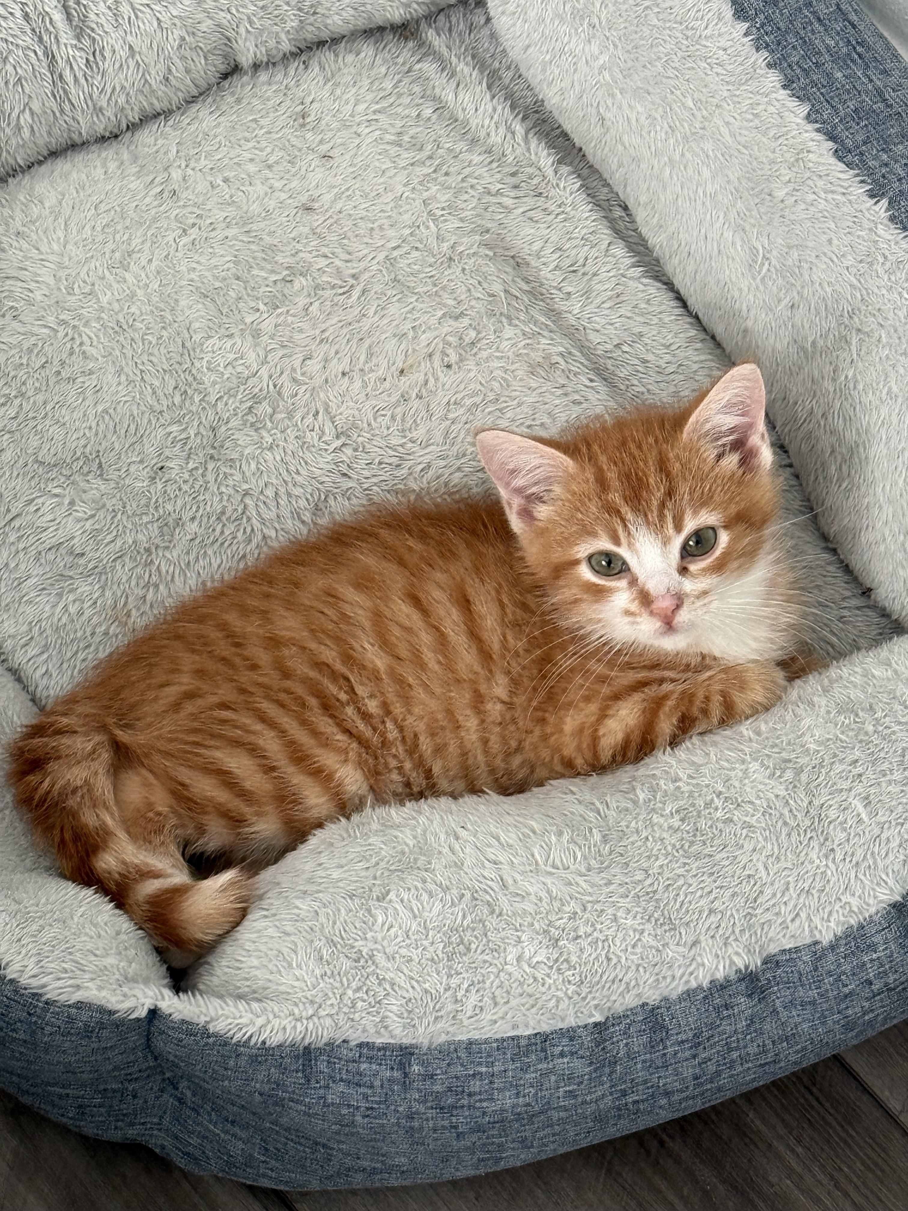 Enlarge Denali., an adopted Domestic Short Hair in Ponte vedra, FL image 2/6