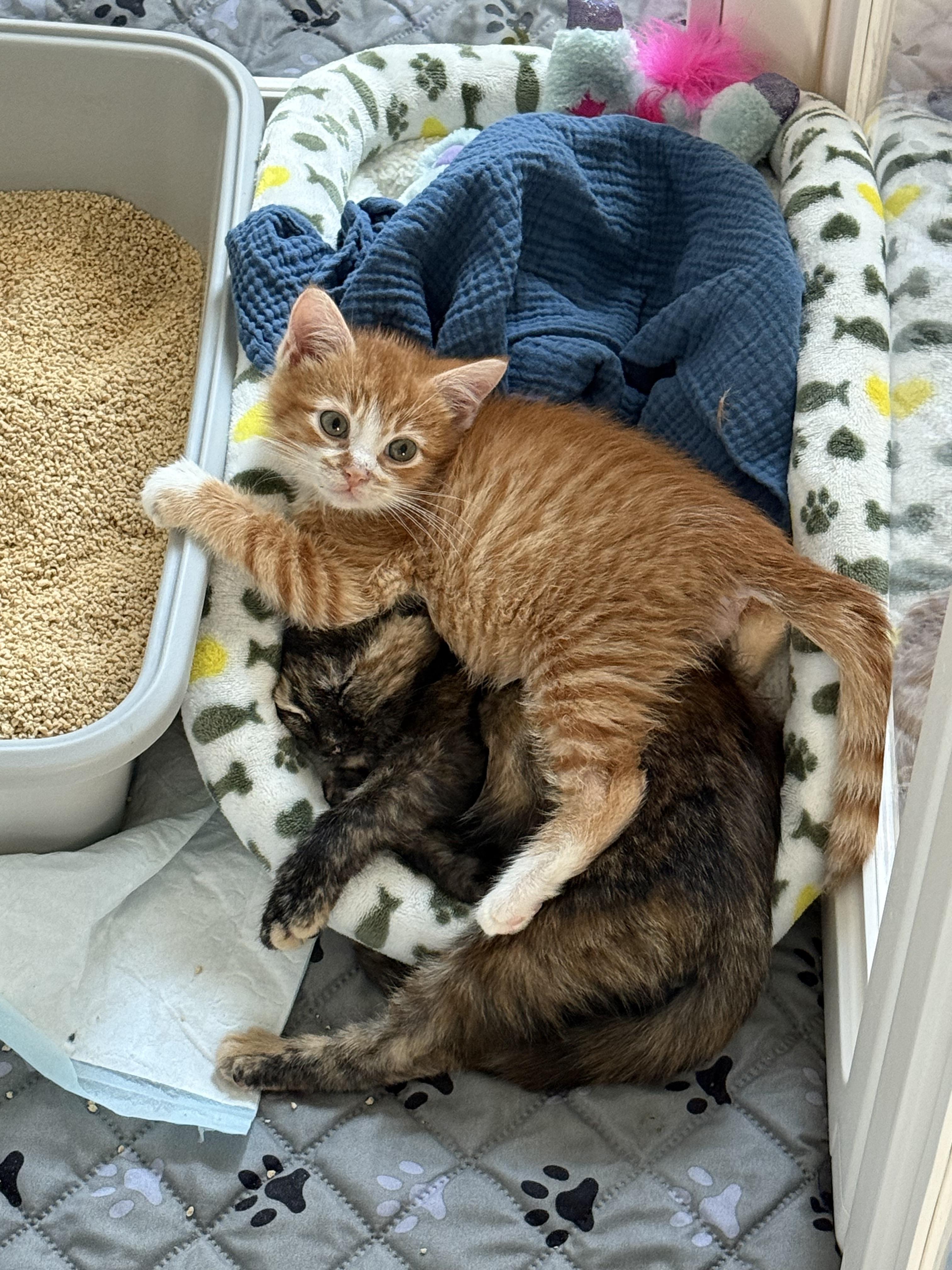 Enlarge Denali., an adopted Domestic Short Hair in Ponte vedra, FL image 4/6