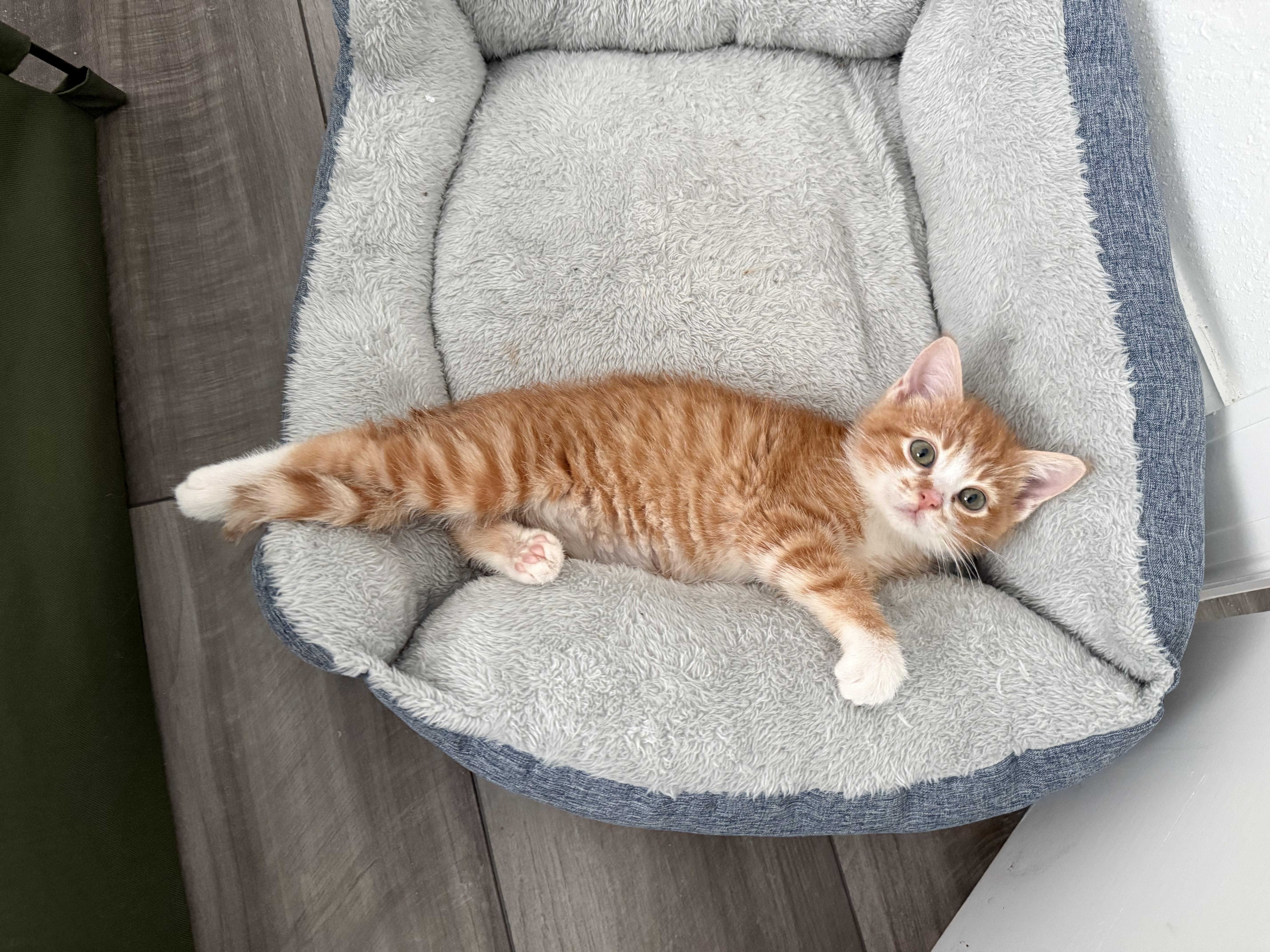 Enlarge Denali., an adopted Domestic Short Hair in Ponte vedra, FL image 1/6