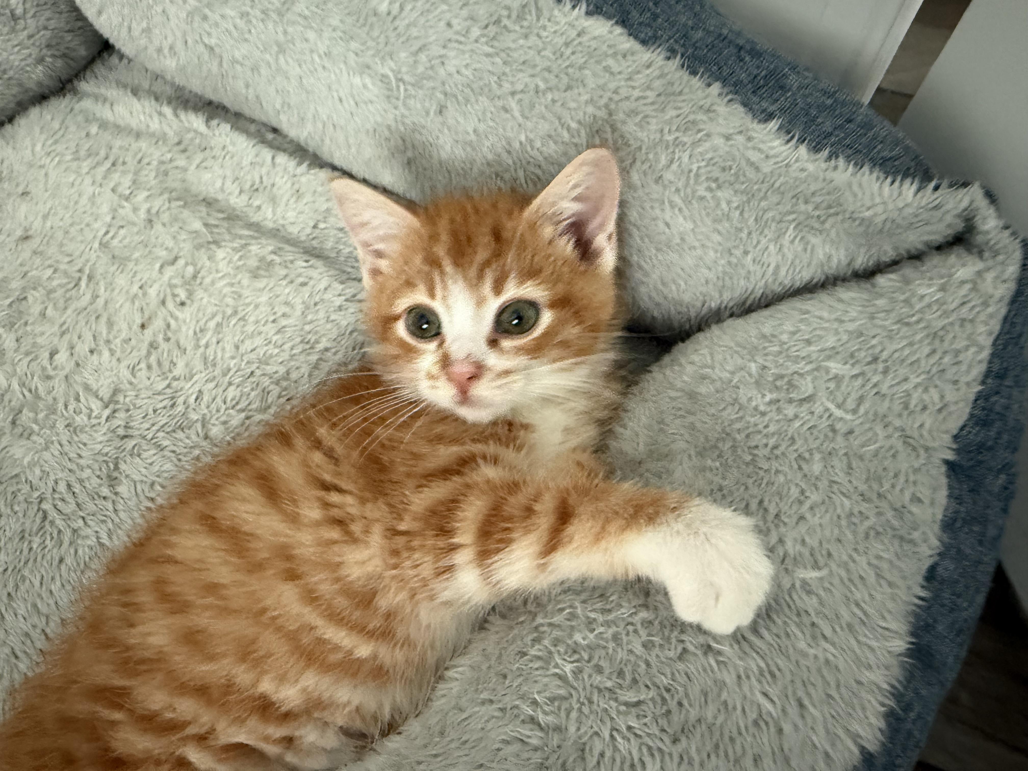 Enlarge Denali., an adopted Domestic Short Hair in Ponte vedra, FL image 6/6