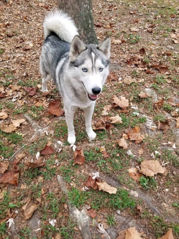 Jesse James - ON HOLD - NO MORE APPLICATIONS, a Adoptable Siberian Husky in Millersville, MD image 1/3