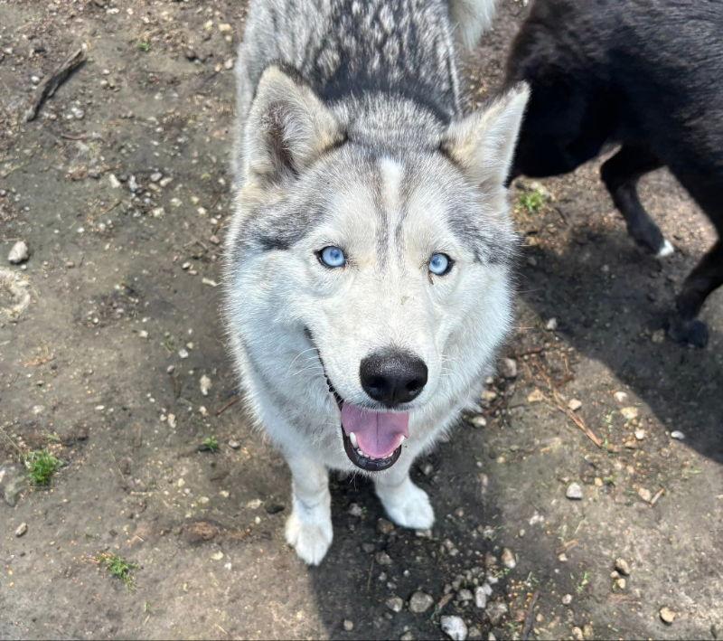 Jesse James - ON HOLD - NO MORE APPLICATIONS, a Adoptable Siberian Husky in Millersville, MD image 2/3