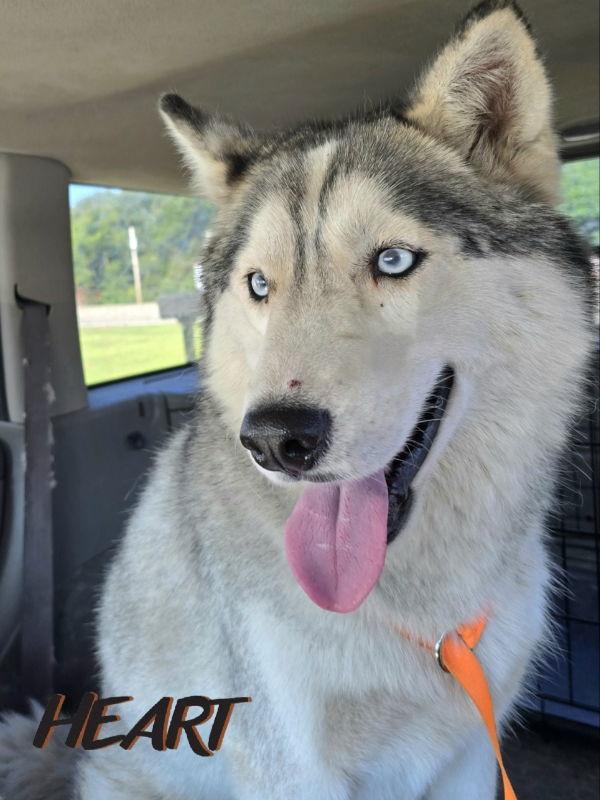 Jesse James - ON HOLD - NO MORE APPLICATIONS, a Adoptable Siberian Husky in Millersville, MD image 3/3