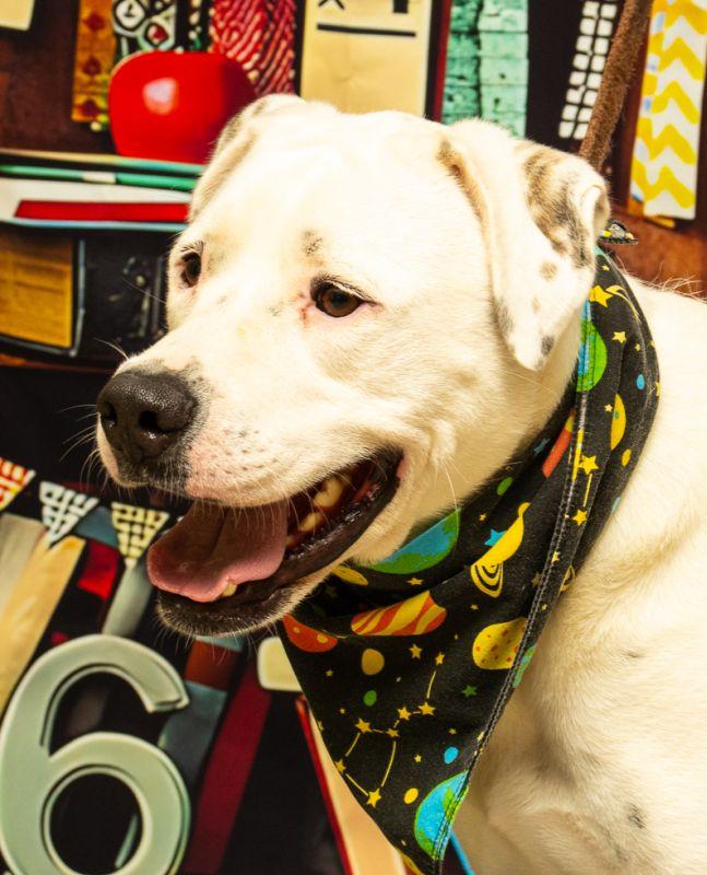 Apollo, a Adoptable mixed breed in Sanford, FL image 3/3