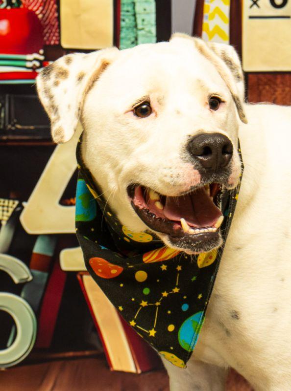 Apollo, Adoptable, Adult Male Terrier.