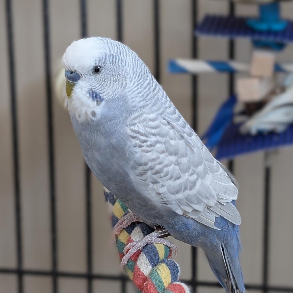 Indie, Adoptable, Adult Male Parakeet (Other).