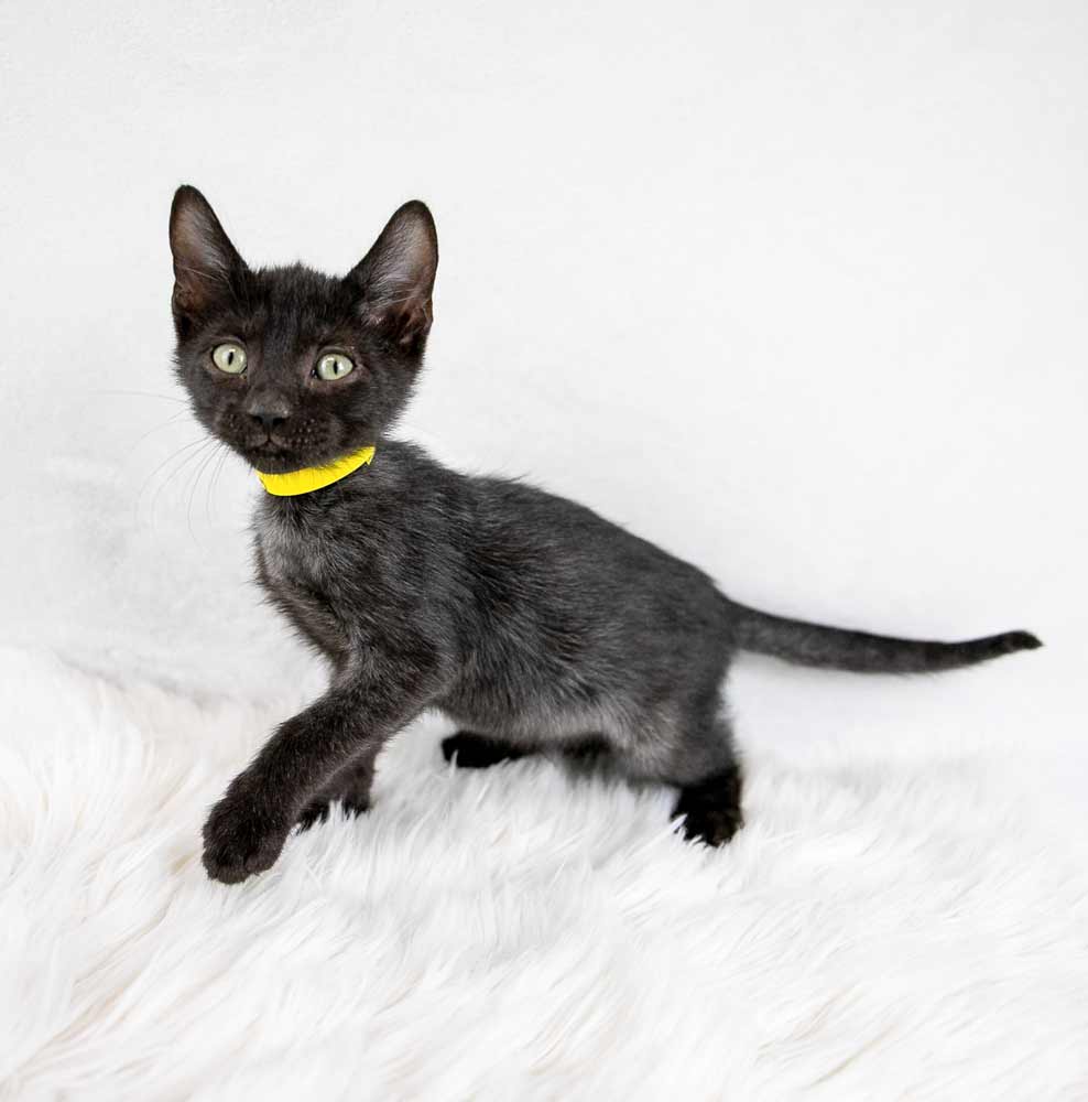 Cat for adoption Brandon, a Domestic Short Hair in Kennesaw, GA