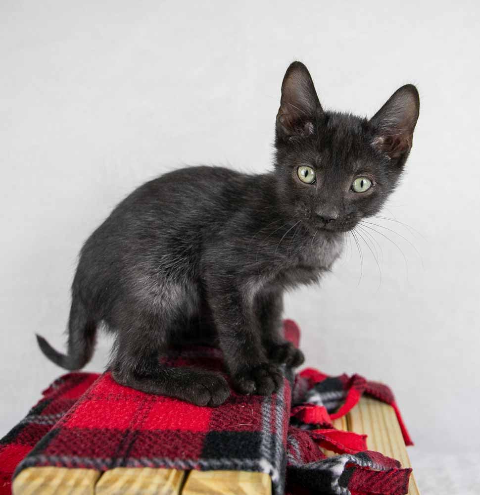 Cat for adoption Brandon, a Domestic Short Hair in Kennesaw, GA