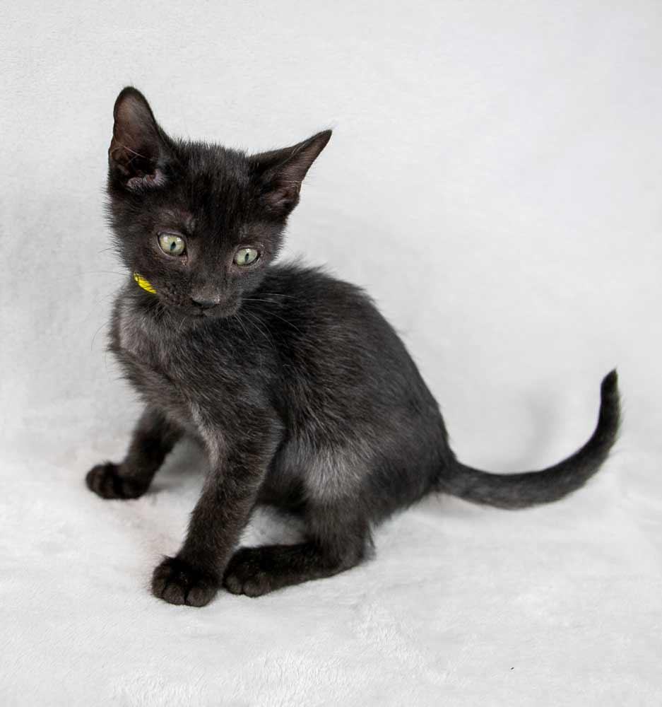 Cat for adoption Brandon, a Domestic Short Hair in Kennesaw, GA