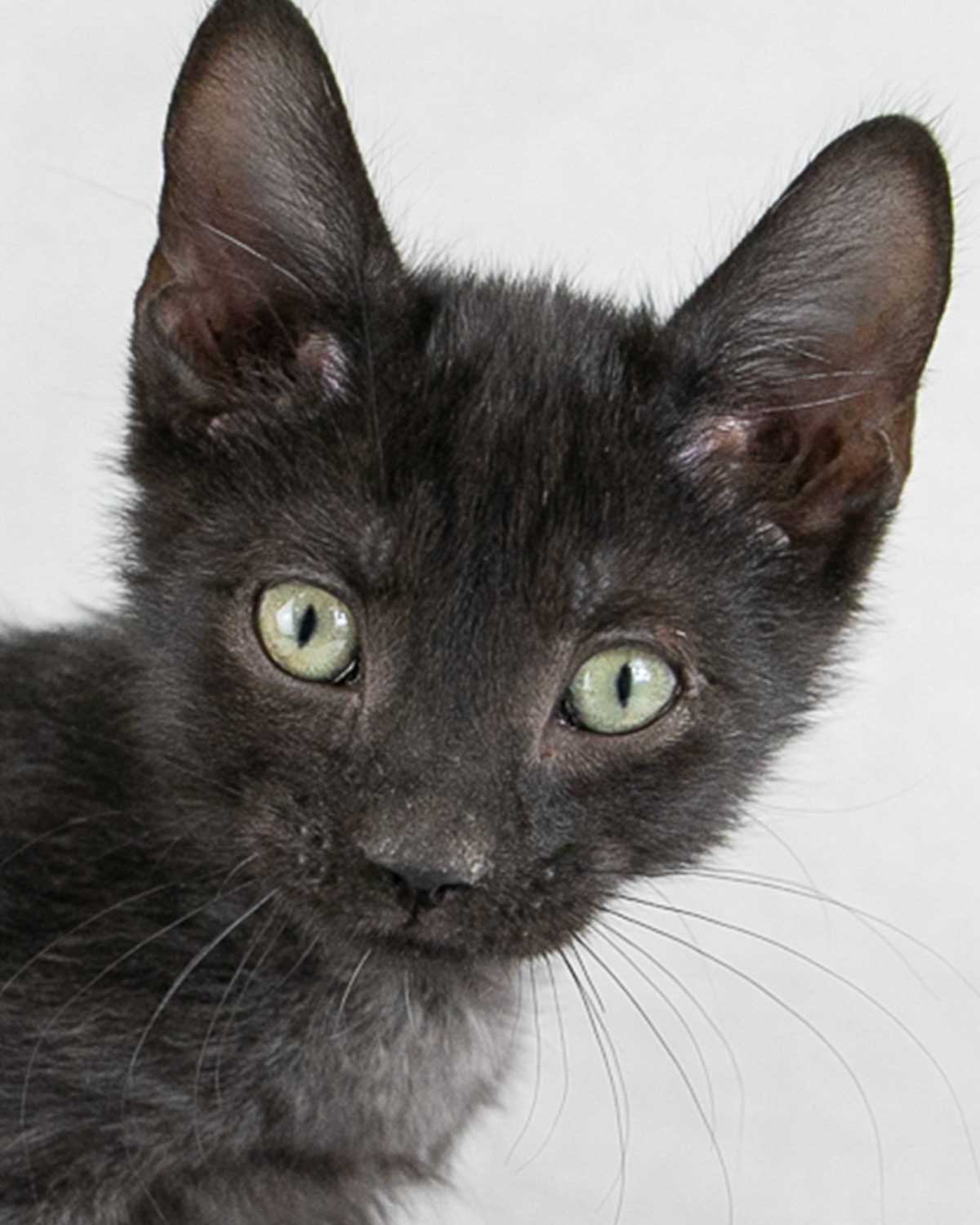 Cat for adoption Brandon, a Domestic Short Hair in Kennesaw, GA