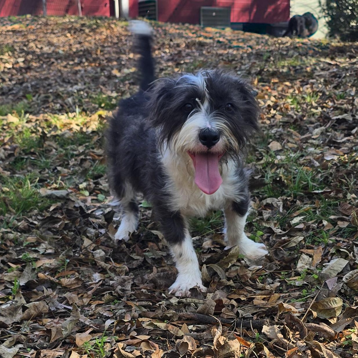 Enlarge Cookie, an adopted mixed breed in Milledgeville, GA image 3/4