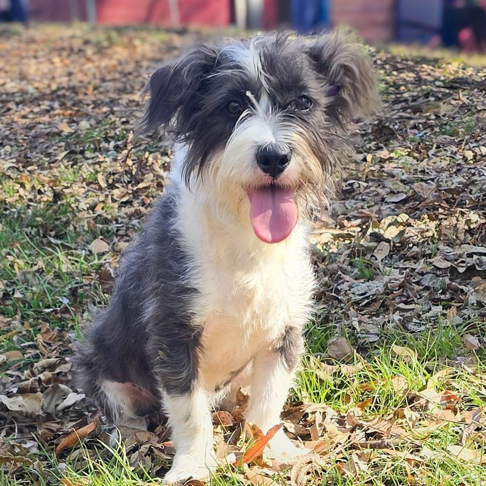 Enlarge Cookie, an adopted mixed breed in Milledgeville, GA image 2/4