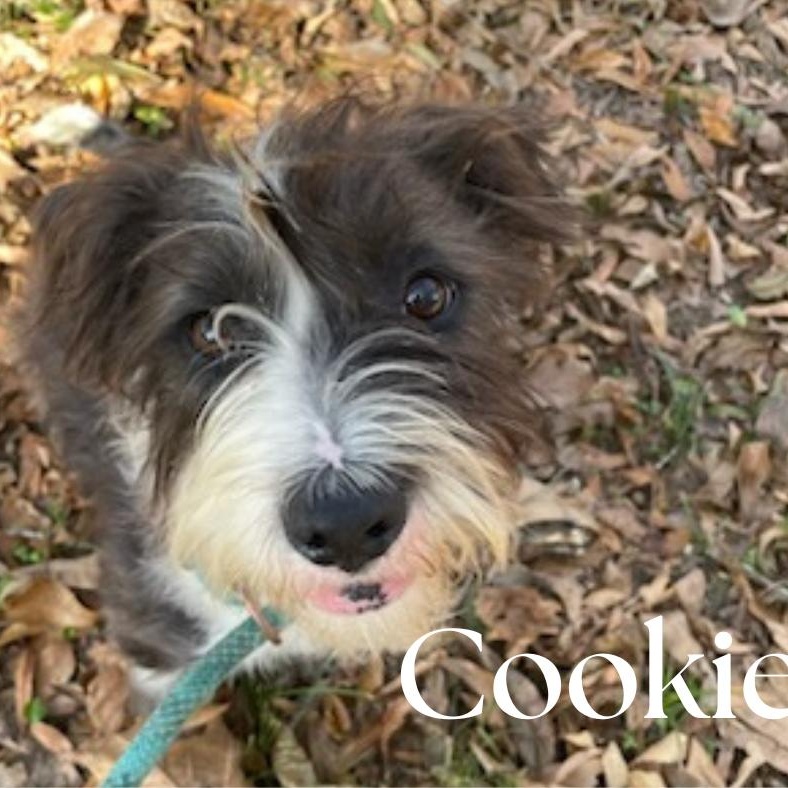 Cookie, adopted, Young Male Wirehaired Terrier.