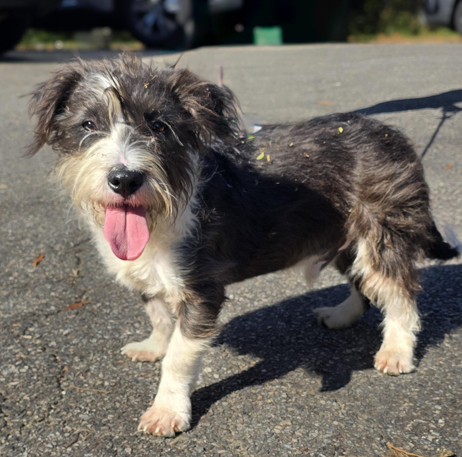 Enlarge Cookie, an adopted mixed breed in Milledgeville, GA image 4/4