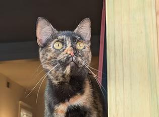 Hazel, Adoptable, Young Female Domestic Short Hair.