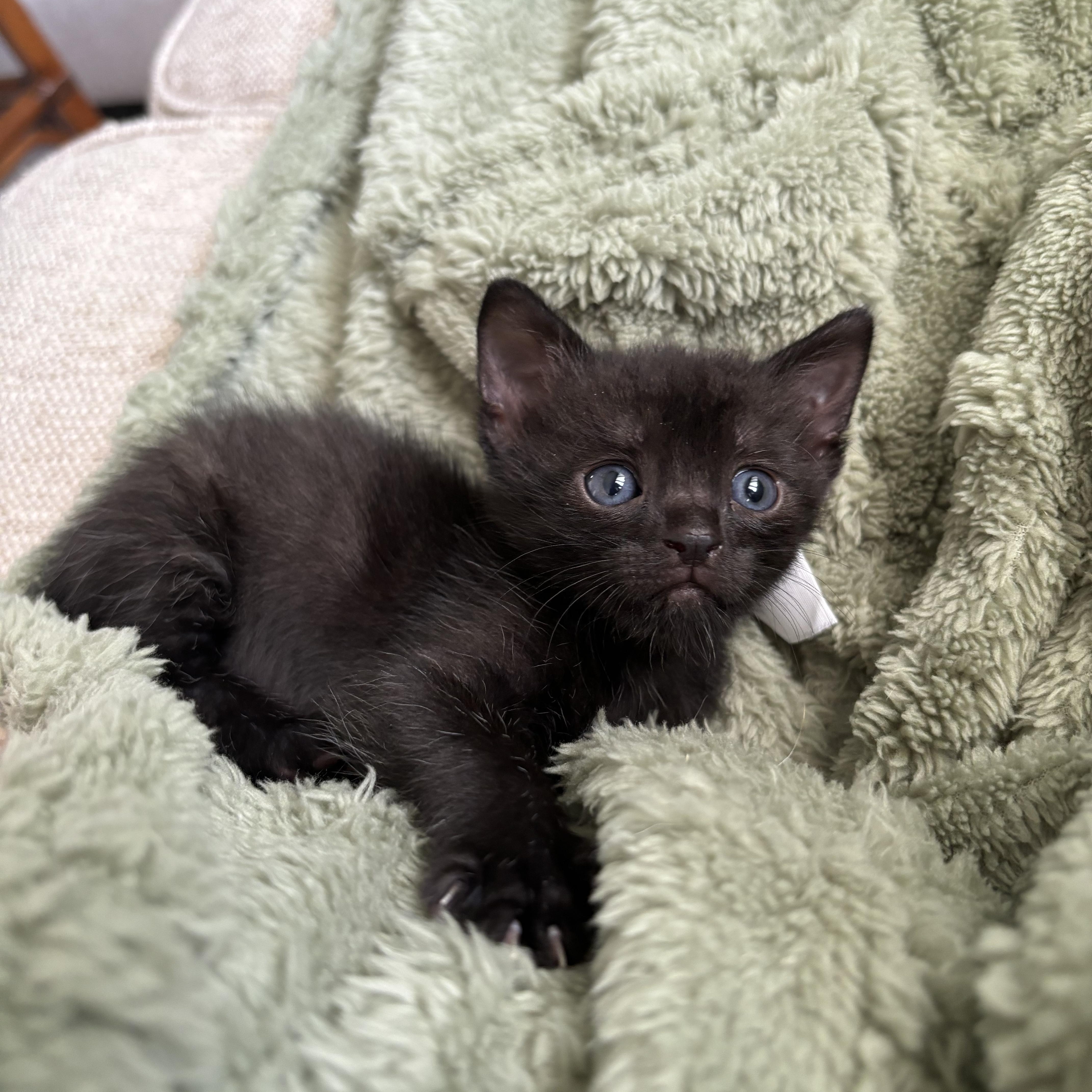 Enlarge Biscuit, a Adoptable Domestic Short Hair in Woodbridge, VA image 1/5