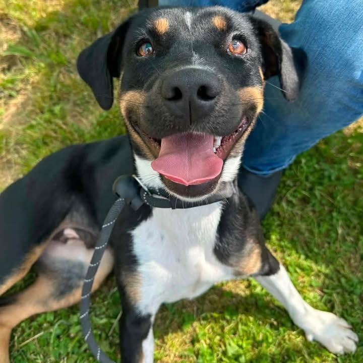 Lucinda, Adoptable, Young Female Beagle.