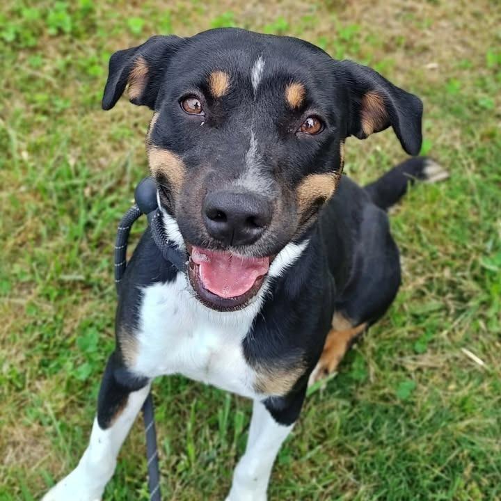 Enlarge Lucinda, a Adoptable Beagle in Springdale, AR image 5/6
