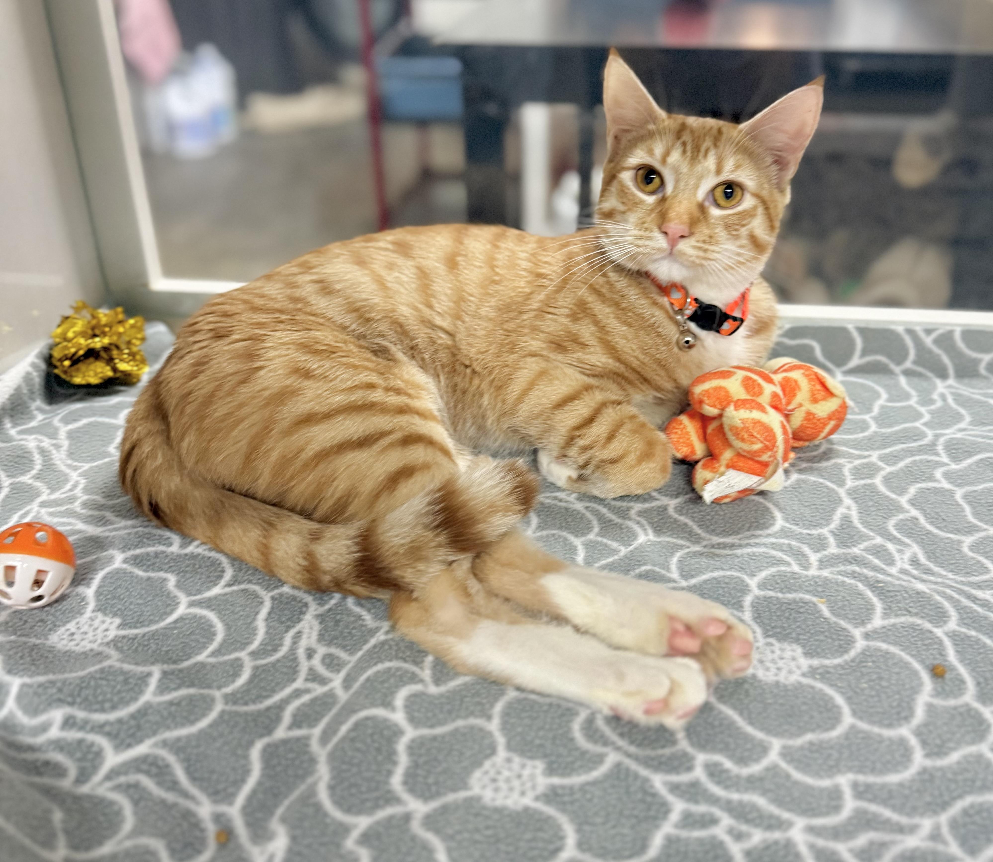 Egg roll, Adoptable, Young Male Tabby.