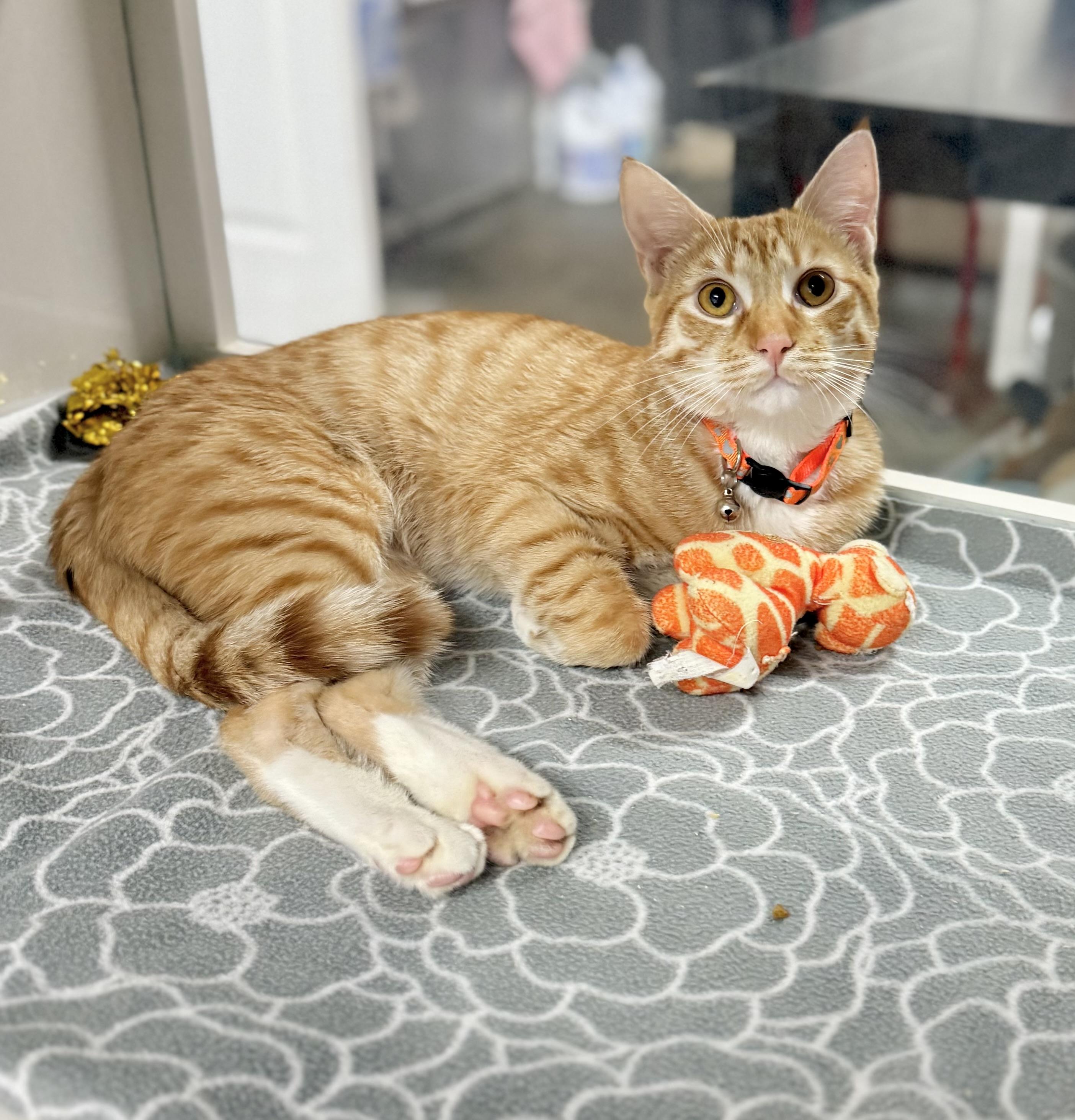 Enlarge Egg roll, a Adoptable Tabby in Tavares, FL image 2/2