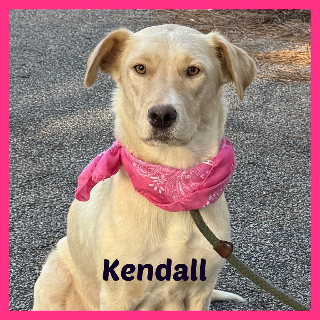 Enlarge Kendal 2026, an adopted mixed breed in Sumter, SC image 1/2