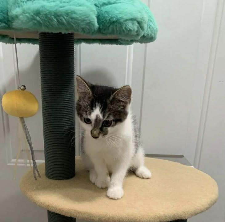 Harper, an adopted Domestic Short Hair in Crown Point, IN image 1/4