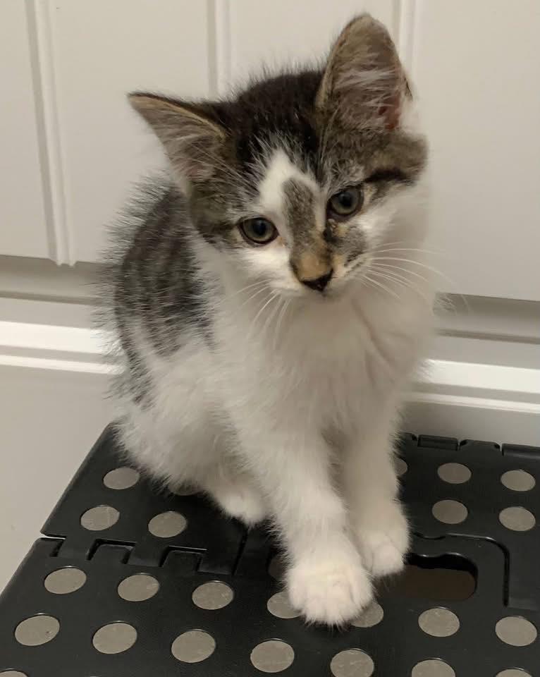 Harper, an adopted Domestic Short Hair in Crown Point, IN image 2/4