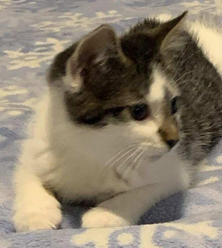 Harper, an adopted Domestic Short Hair in Crown Point, IN image 4/4