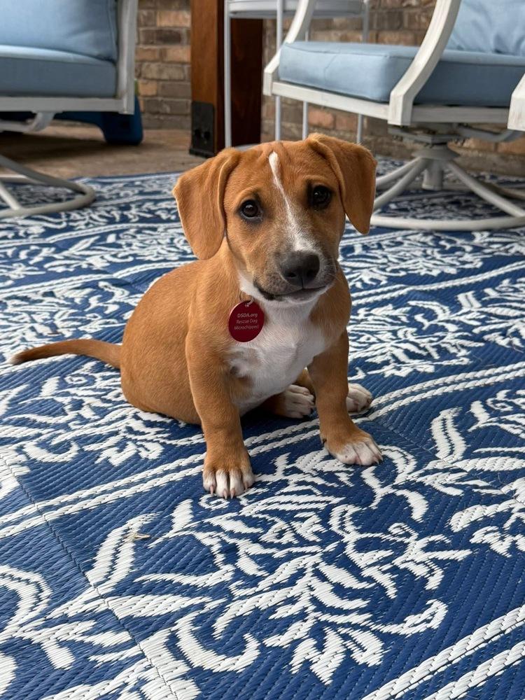 26-027 Philly, a Adoptable mixed breed in Richardson, TX image 2/6