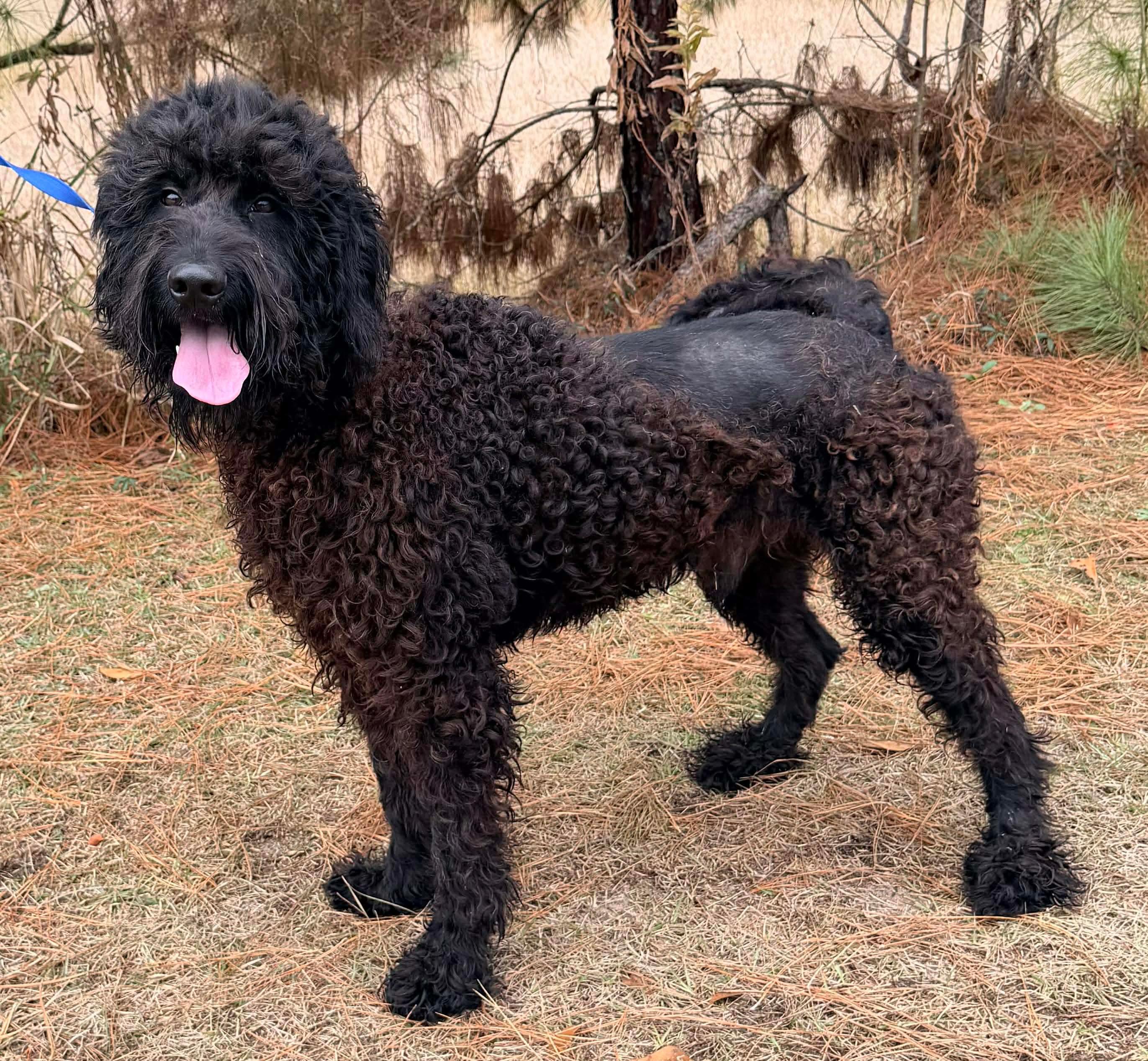 Enlarge Noodle, a Adoptable mixed breed in Hartford, CT image 6/6