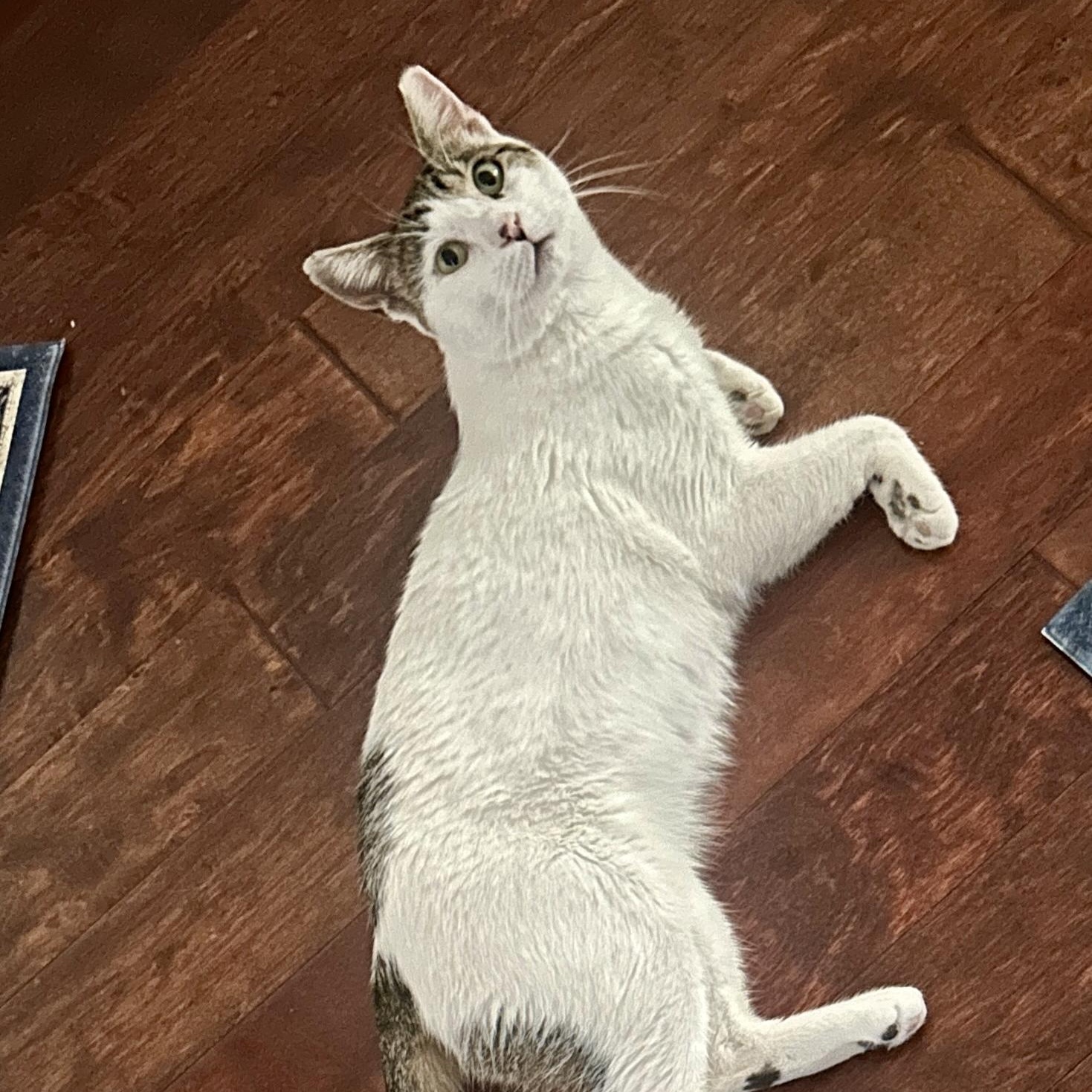 Van, adopted, Adult Male Turkish Van & Domestic Short Hair.