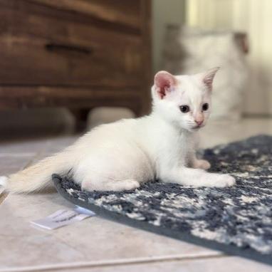 Axel, an adopted Siamese in Lauderhill, FL image 2/4