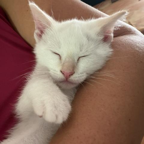 Axel, an adopted Siamese in Lauderhill, FL image 3/4