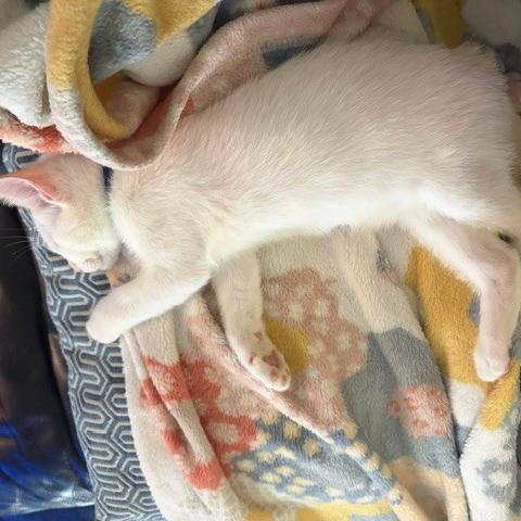 Axel, an adopted Siamese in Lauderhill, FL image 4/4