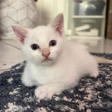Axel, adopted, Kitten Male Siamese.