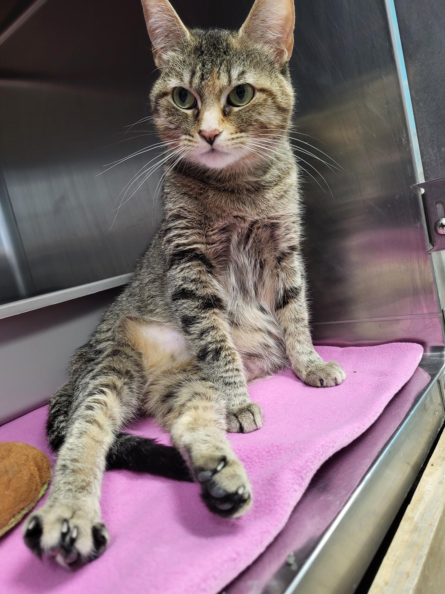 Go Gurt, a Adoptable Domestic Short Hair in Chilton, WI image 5/6