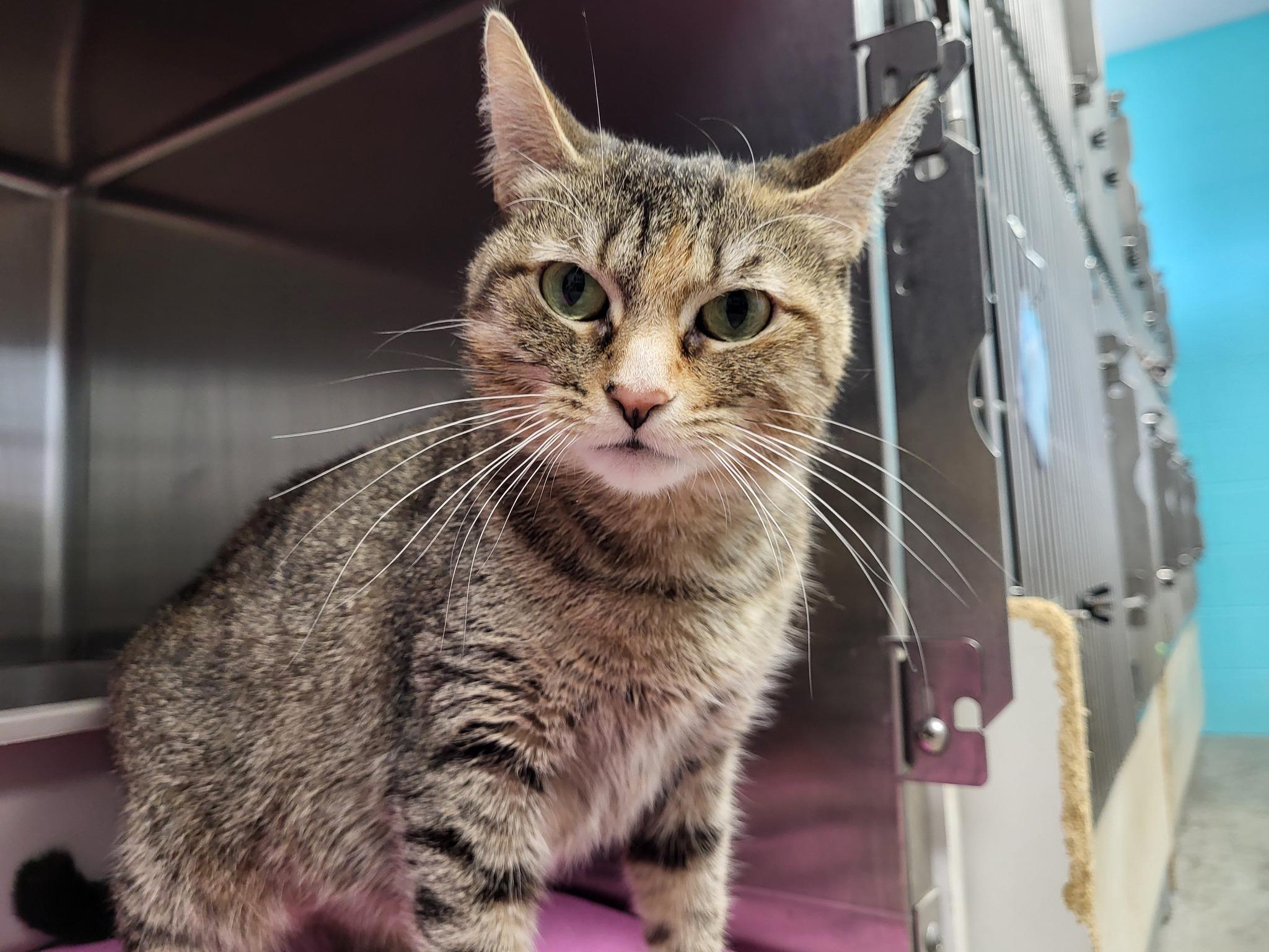 Go Gurt, a Adoptable Domestic Short Hair in Chilton, WI image 2/6