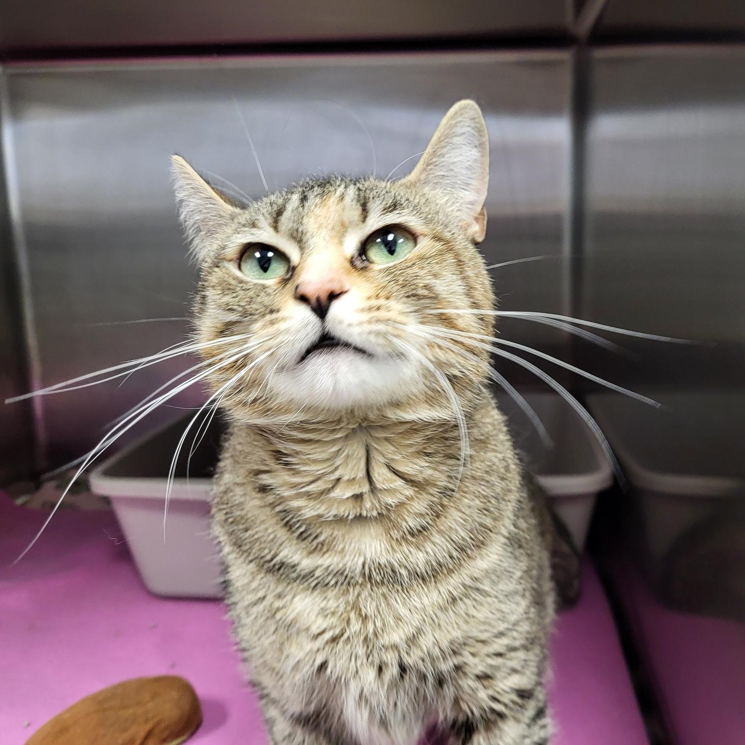 Go Gurt, a Adoptable Domestic Short Hair in Chilton, WI image 4/6