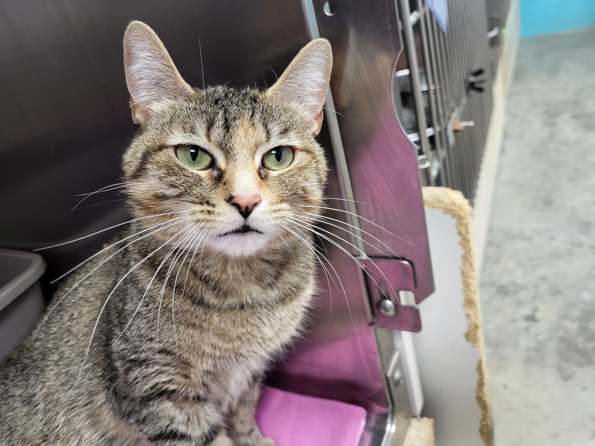 Go Gurt, a Adoptable Domestic Short Hair in Chilton, WI image 3/6