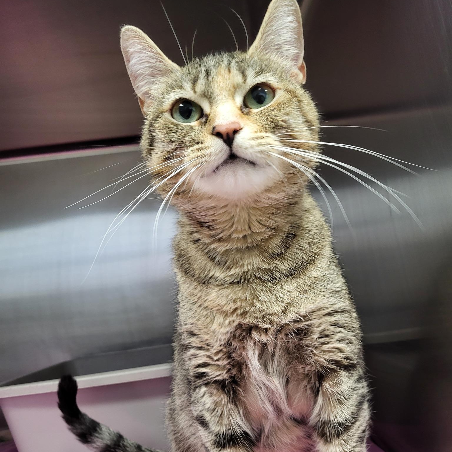 Go Gurt, a Adoptable Domestic Short Hair in Chilton, WI image 1/6