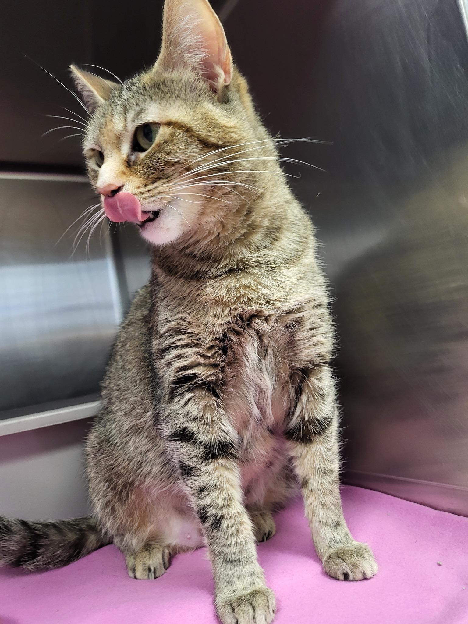 Go Gurt, a Adoptable Domestic Short Hair in Chilton, WI image 6/6