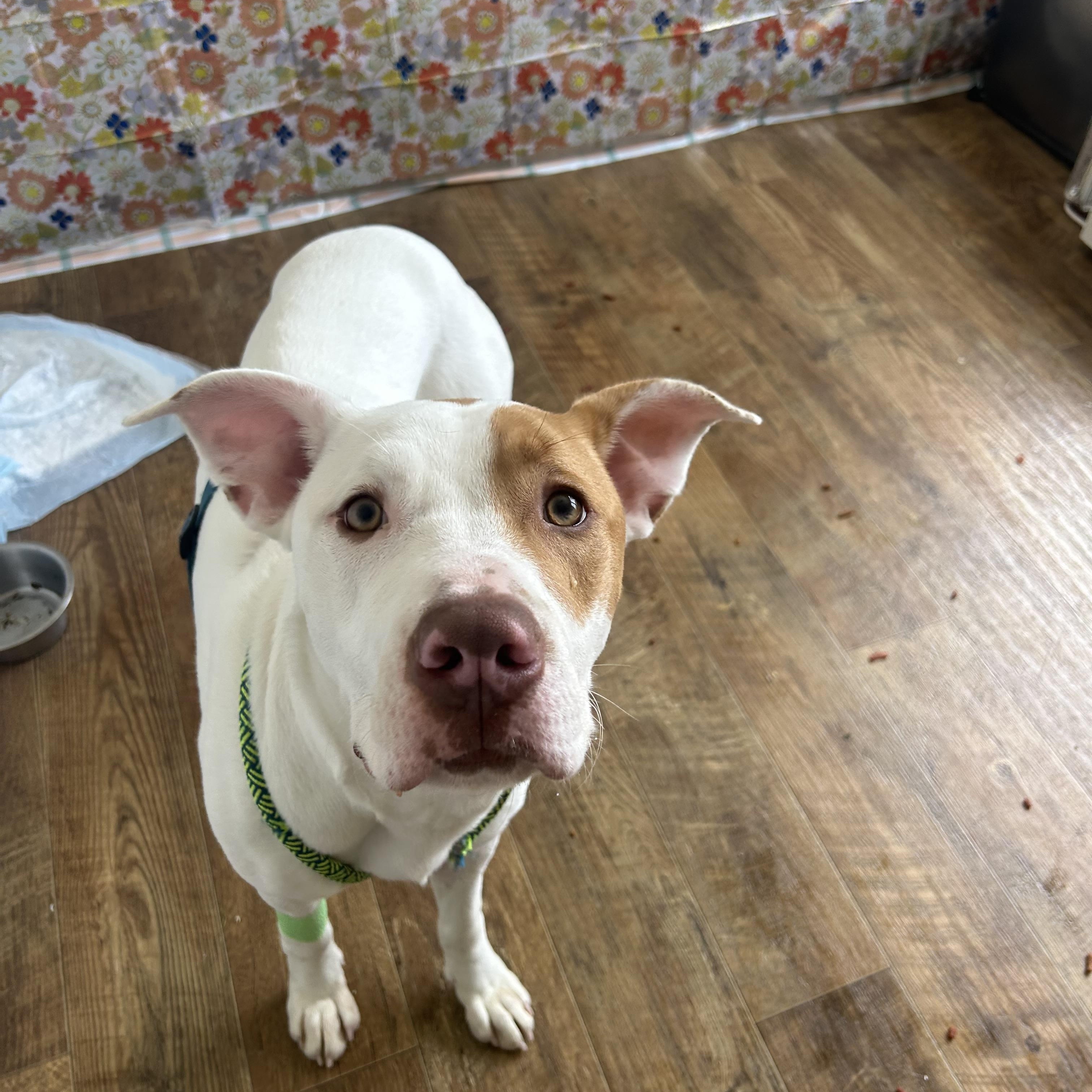 Ares, Adoptable, Young Male Pit Bull Terrier.