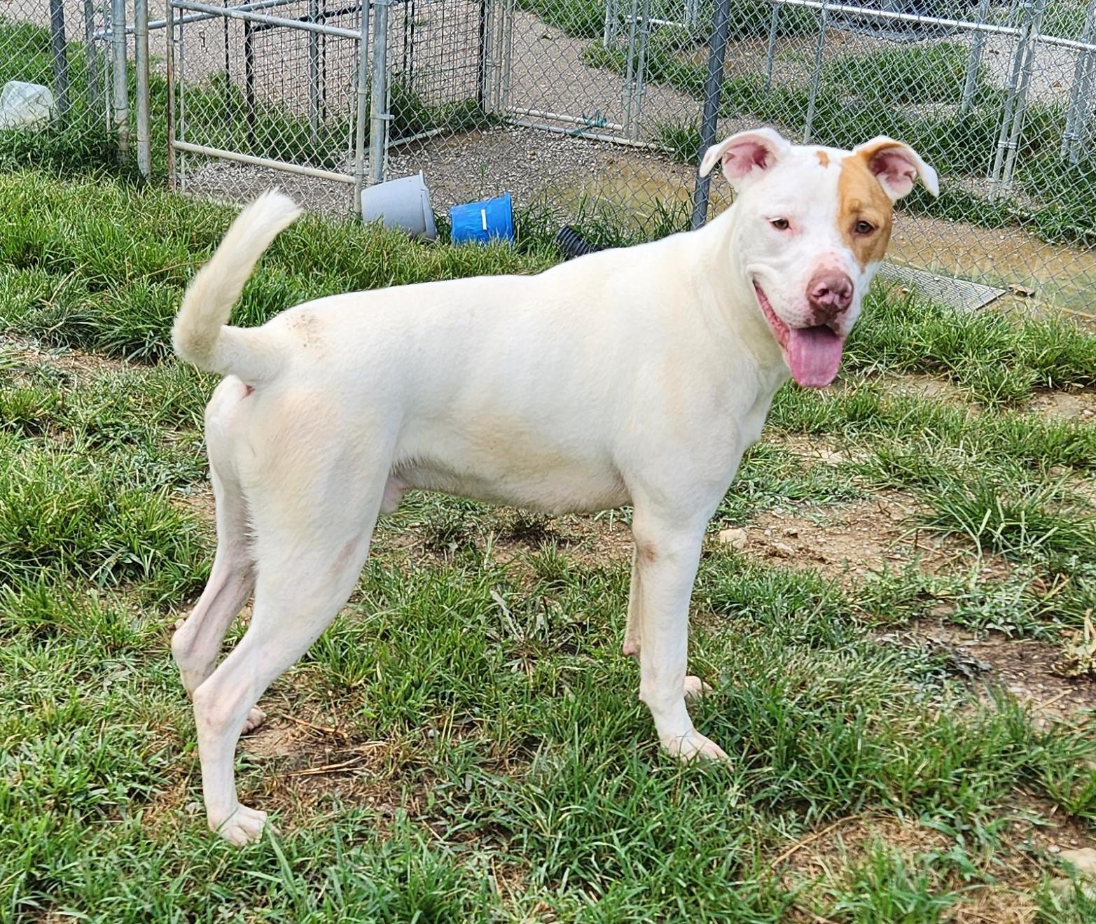 Ares, a Adoptable mixed breed in Berea, KY image 2/3